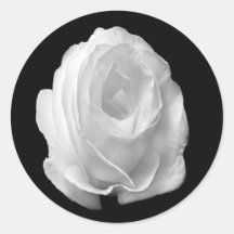 Rosa blanca sobre el fondo negro