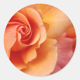 Pegatina Redonda Rosa Blossom / Apricot Peach / Close-Up Photo