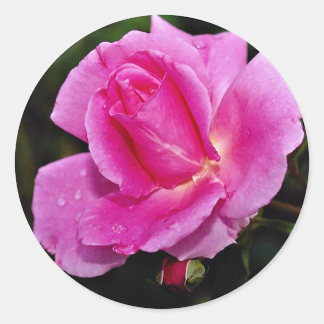 Pegatina Redonda Rosa "Bucbi" de arbusto de belleza (Anverso)