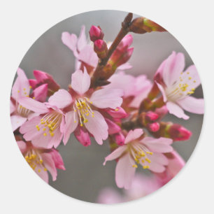 Pegatina Redonda Rosa Contra Un Cielo Gris Flor de Cerezo Japonesa