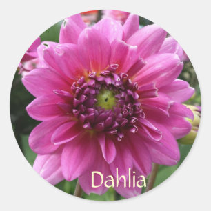 Pegatina Redonda Rosa Dahlia Bloom