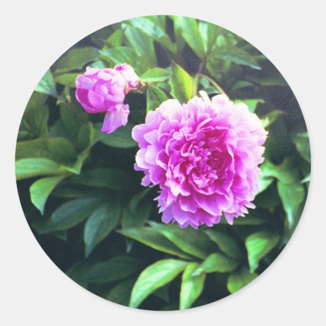 Pegatina Redonda Rosa de canal rosado Bud & Bloom (Anverso)