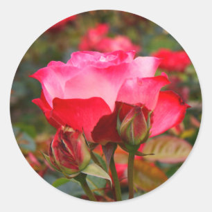 Pegatina Redonda Rosa de Cherry Parfait #1 Pegatinas