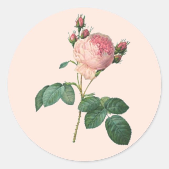 Pegatina Redonda Rosa de estilo único inglés botánico (Anverso)