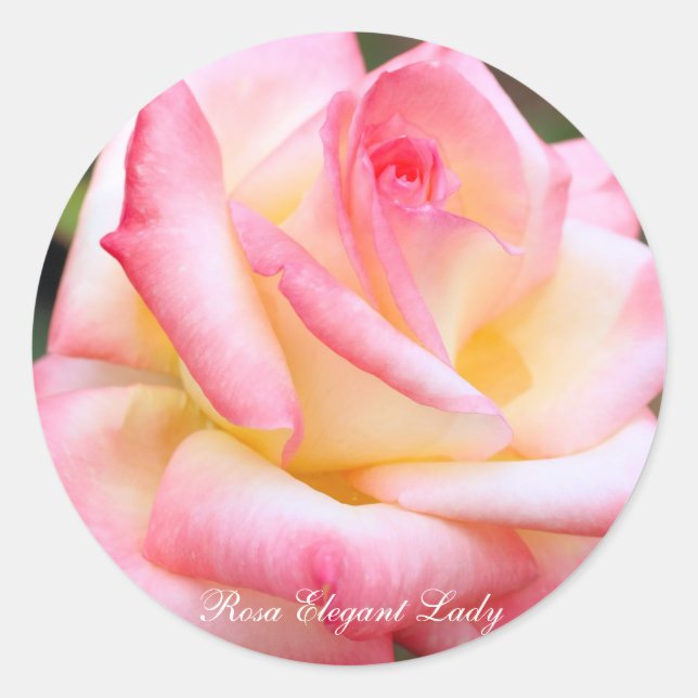 Pegatina Redonda Rosa Elegant Lady [Round Seal] (Anverso)