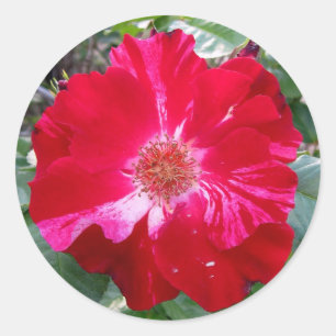 Pegatina Redonda Rosa Firecracker ~ Bloom único