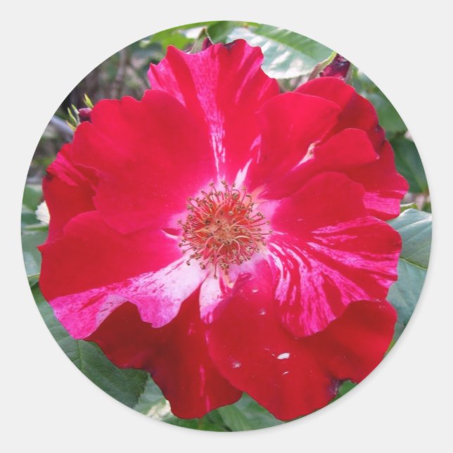 Pegatina Redonda Rosa Firecracker ~ Bloom único (Anverso)