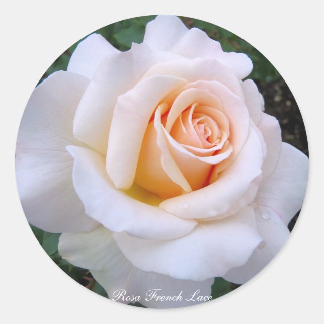 Pegatina Redonda Rosa French Lace：Round Seal (Anverso)