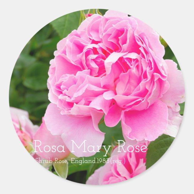 Pegatina Redonda Rosa Mary Rose [Round Seal] (Anverso)