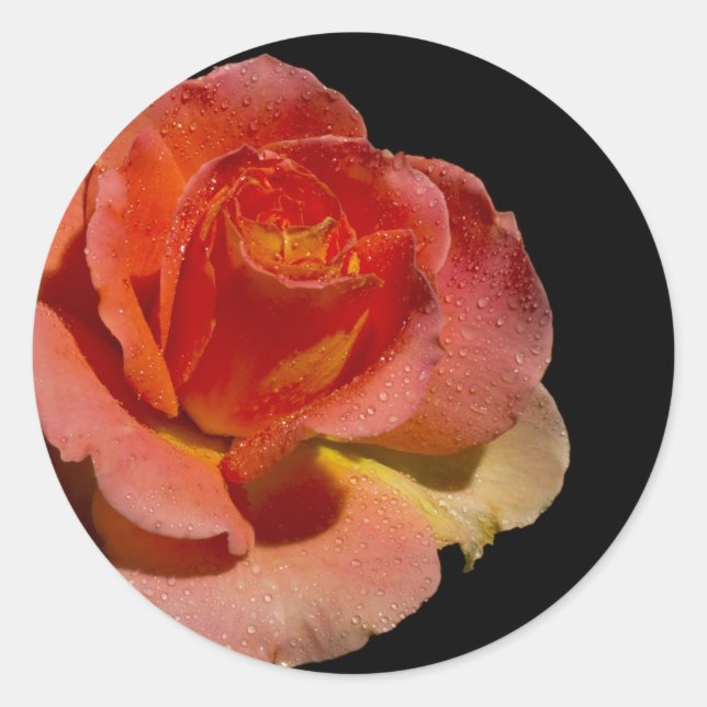 PEGATINA REDONDA ROSA NARANJA 2 (Anverso)