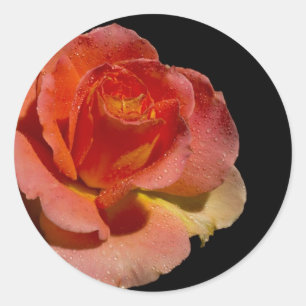 PEGATINA REDONDA ROSA NARANJA 2