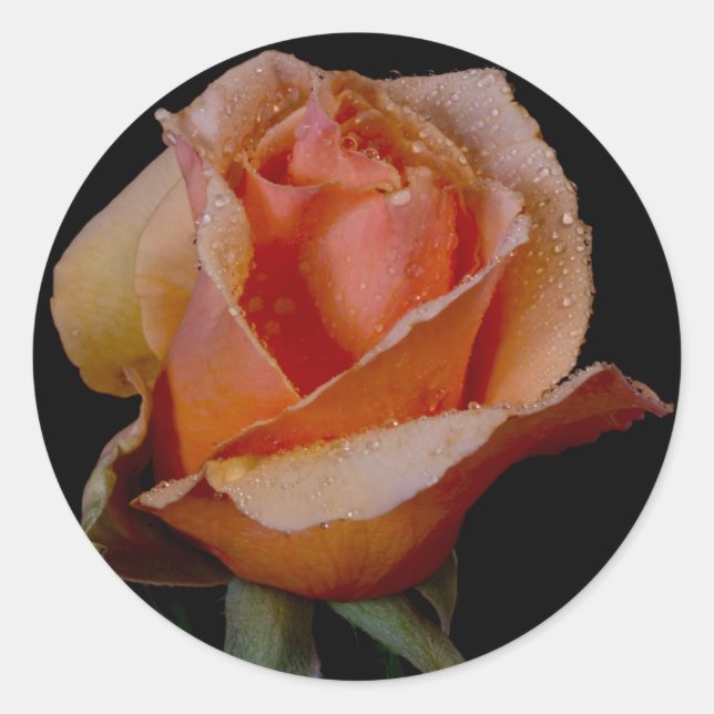 PEGATINA REDONDA ROSA NARANJA 3 (Anverso)