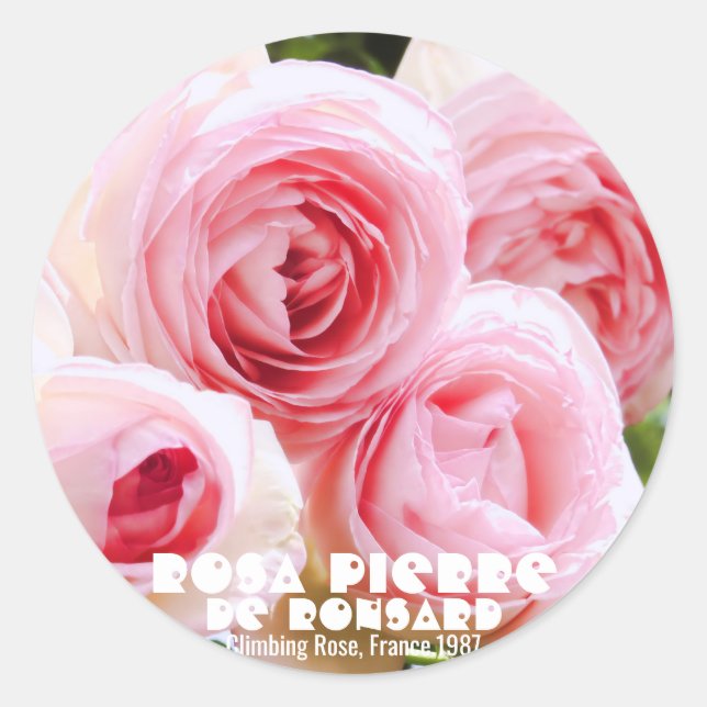 Pegatina Redonda Rosa Pierre de Ronsard ラ・ ウ・・・ル (Anverso)