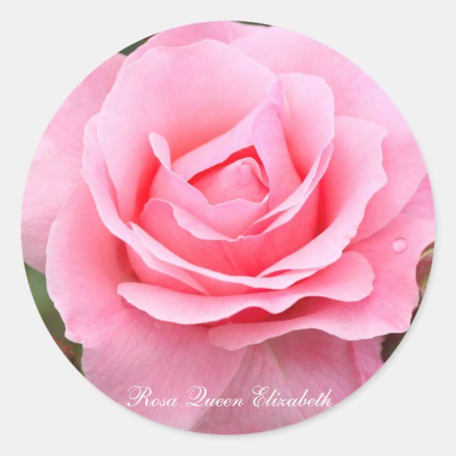 Pegatina Redonda Rosa Queen Elizabeth [Round Seal] ラウンドシール (Anverso)