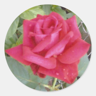 Pegatina Redonda Rosa Roja