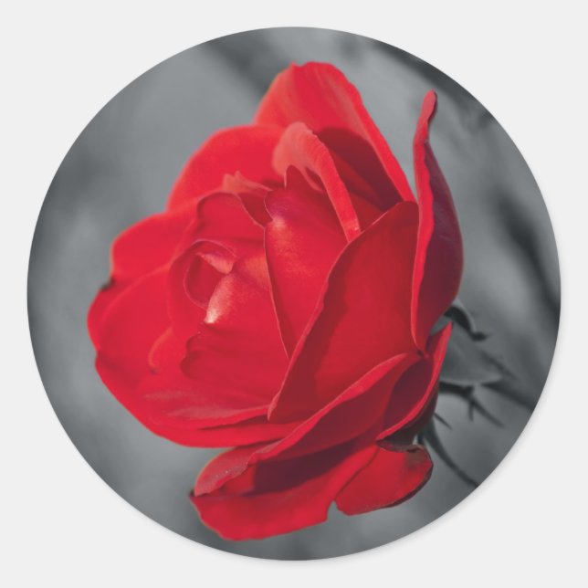 Pegatina Redonda Rosa Roja (Anverso)