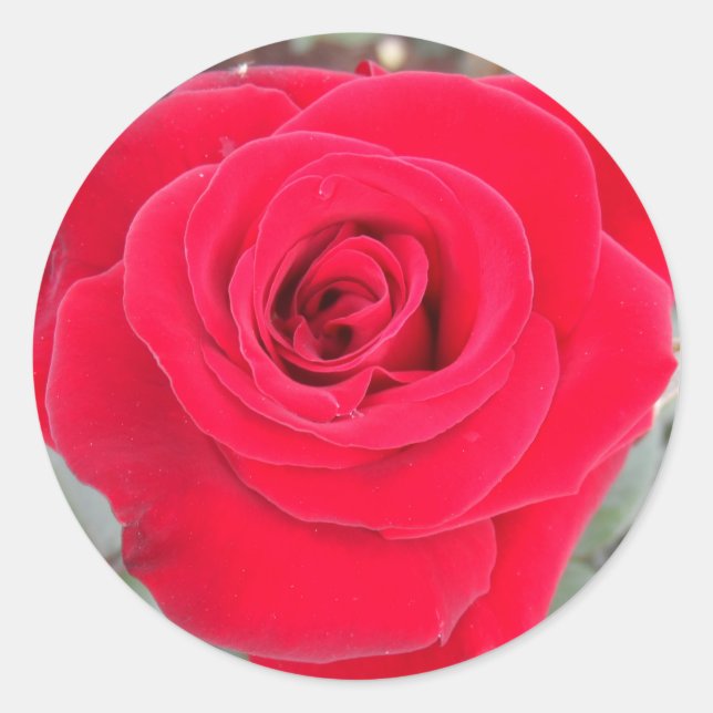 Pegatina Redonda Rosa Roja (Anverso)