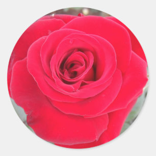 Pegatina Redonda Rosa Roja