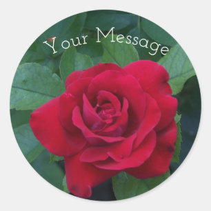 Pegatina Redonda Rosa Roja de Cerca