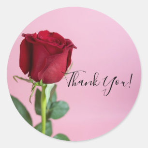 Pegatina Redonda Rosa Roja sobre Elegante Romántico Rosa Claro