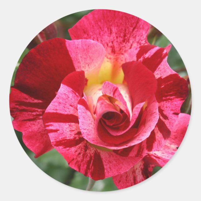 Pegatina Redonda Rosa roja y rosa (Anverso)