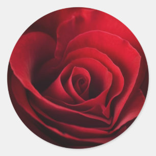 Pegatina Redonda Rosa rojo de la tarjeta del día de San Valentín
