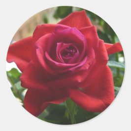 Pegatina Redonda rosa rojo pequeño