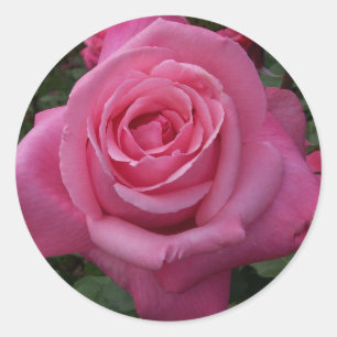 Pegatina Redonda Rosa Rosa