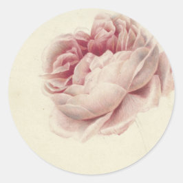 Pegatina Redonda Rosa Rosa (1792) – Intemporal Arte Botánico Vintag