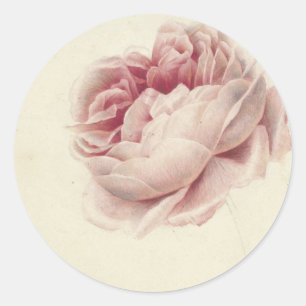 Pegatina Redonda Rosa Rosa (1792) – Intemporal Arte Botánico Vintag