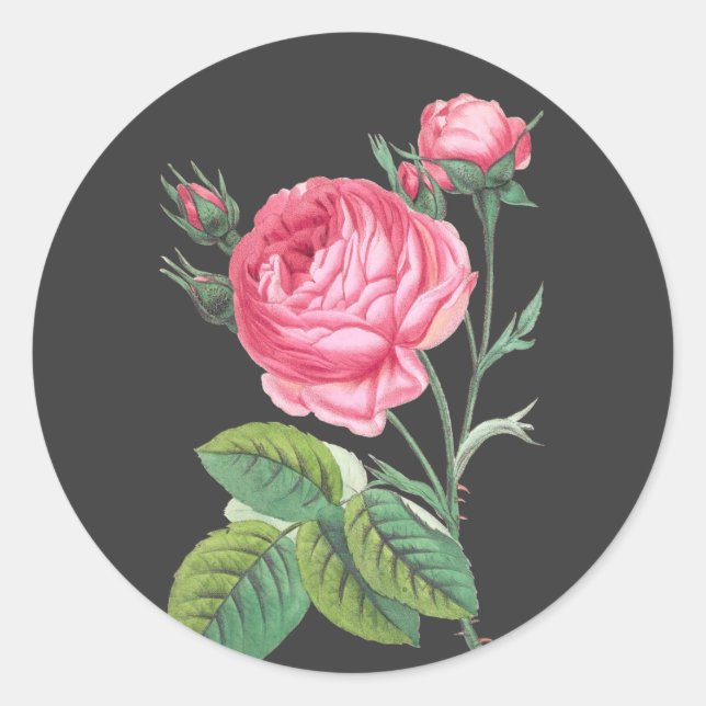 Pegatina Redonda Rosa rosa floral moderno (Anverso)