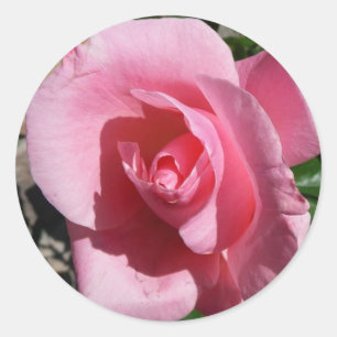 Pegatina Redonda Rosa rosa III Jardín Floral