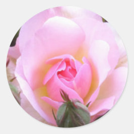 Pegatina Redonda Rosa rosa inglés perfecto