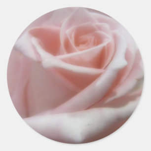 Pegatina Redonda Rosa rosa pálido suave