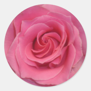 Pegatina Redonda Rosa rosa perfecto