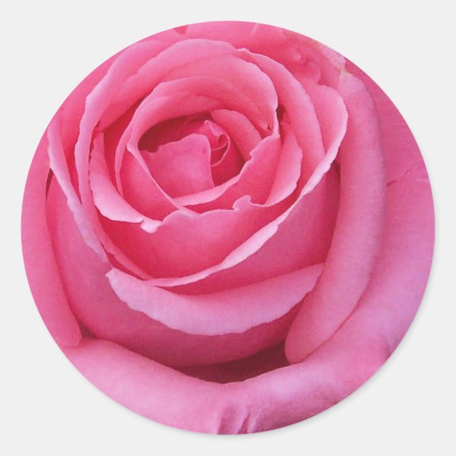 Pegatina Redonda Rosa Rosa Primer Plano (Anverso)