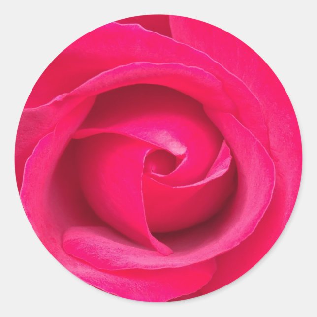 Pegatina Redonda Rosa Rosa Roja Romántica (Anverso)