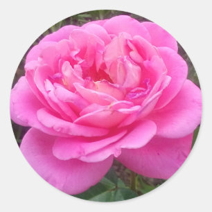 Pegatina Redonda Rosa Rosa Rosa "Leonardo Da Vinci"