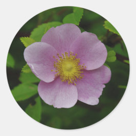 Pegatina Redonda Rosa rosa salvaje