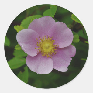 Pegatina Redonda Rosa rosa salvaje