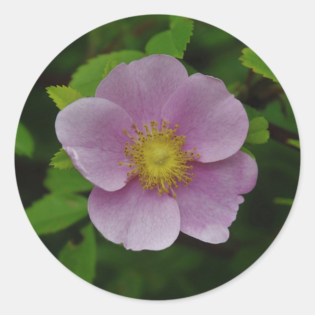 Pegatina Redonda Rosa rosa salvaje (Anverso)