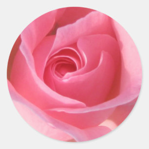 Pegatina Redonda Rosa rosa simple
