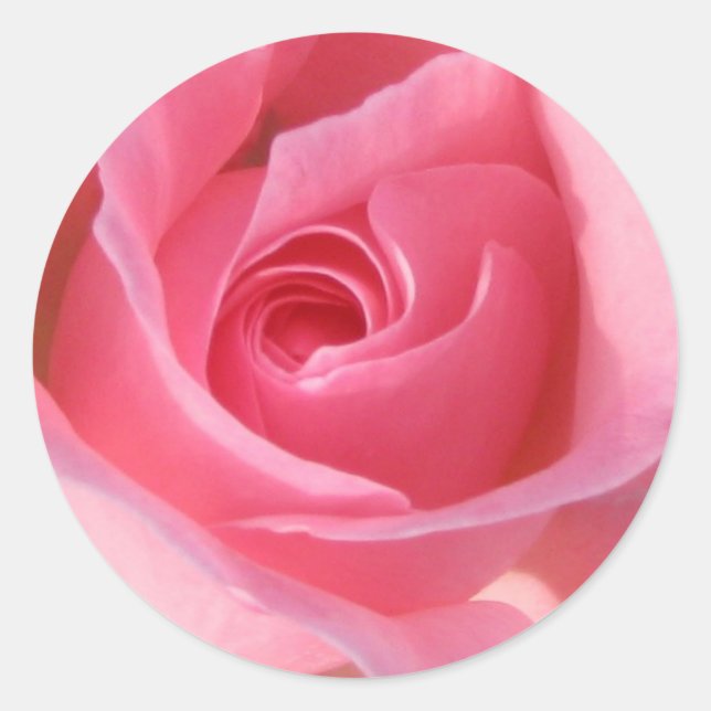 Pegatina Redonda Rosa rosa simple (Anverso)