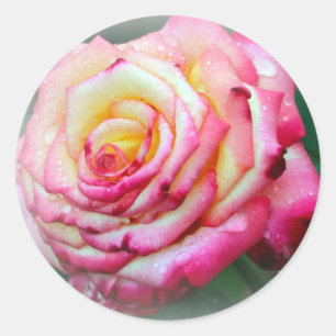 Pegatina Redonda Rosa rosa y rosa amarillo