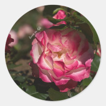 Rosa rosa y rosa blanco