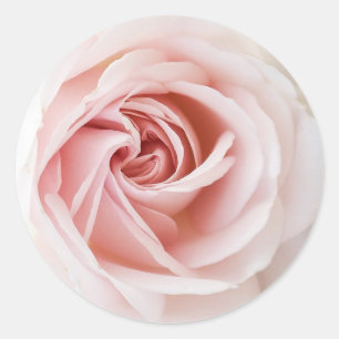 Pegatina Redonda Rosa Rosada y Madera Blanca Estilo Shabby Chic par