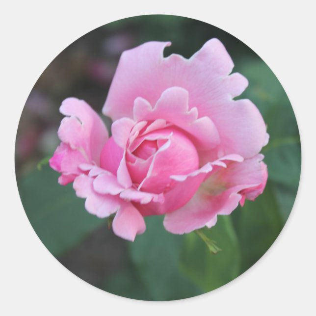 Pegatina Redonda Rosa Rosebud (Anverso)