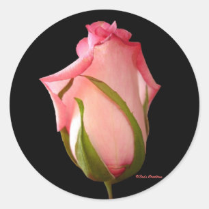 Pegatina Redonda Rosa Rosebud