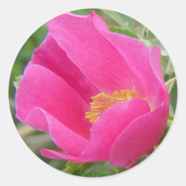 Pegatina Redonda Rosa Salvaje F22w