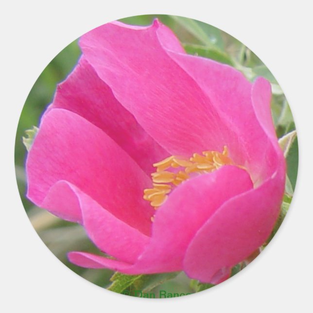 Pegatina Redonda Rosa Salvaje F22w (Anverso)
